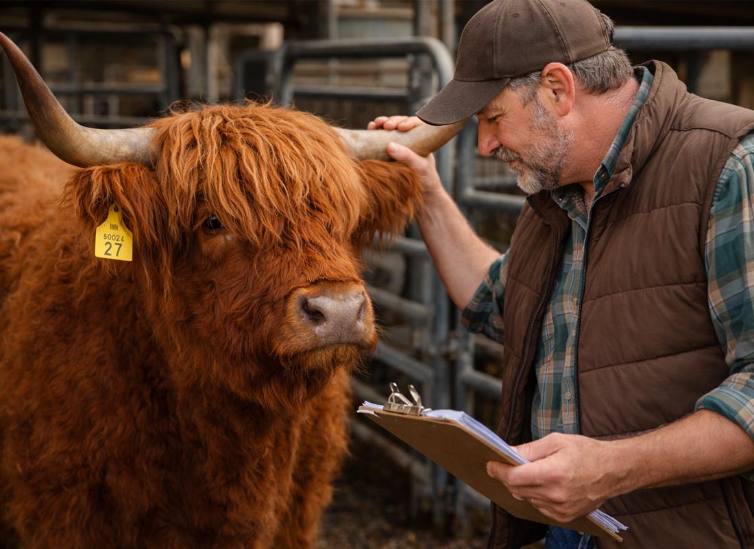 How Much is a Highland Cow? A Comprehensive Guide to Prices and Costs