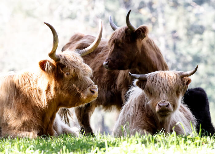 How Much is a Highland Cow? A Comprehensive Guide