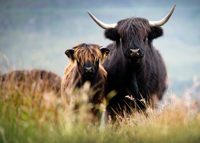 How Much is a Highland Cow? A Comprehensive Guide
