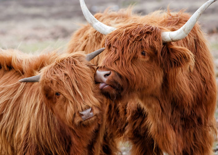 Highland Cattle, Scotland