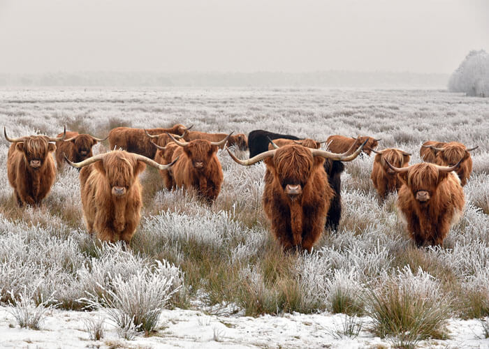 How Much Is a Highland Cow - Scottish Highland