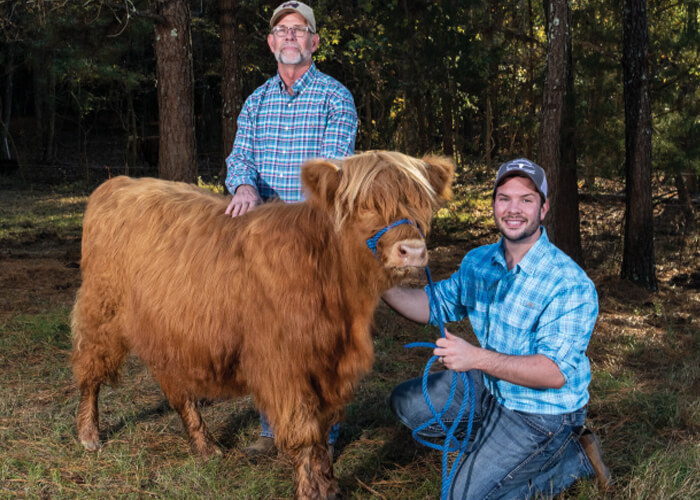 How Much is a Highland Cow? A Comprehensive Guide