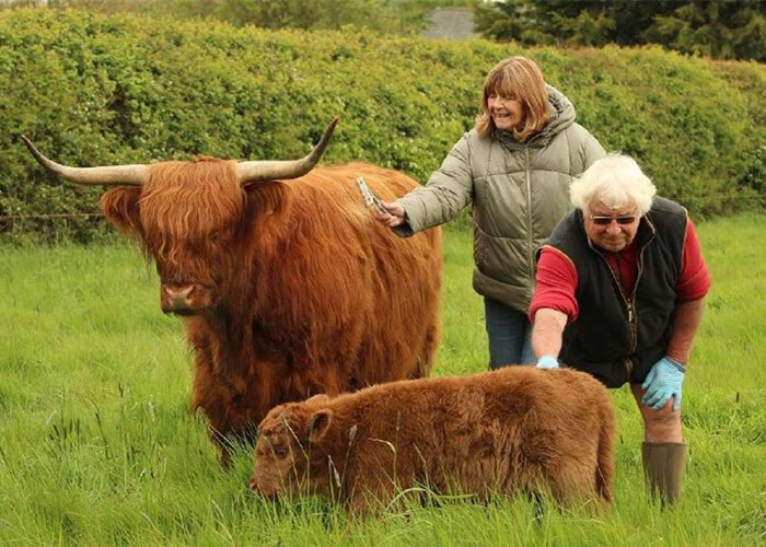 How Much is a Highland Cow? A Comprehensive Guide