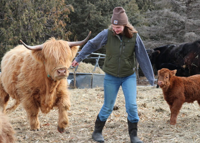 How Much is a Highland Cow? A Comprehensive Guide