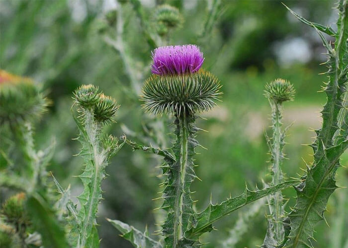 What is The National Flower oF Scotland?