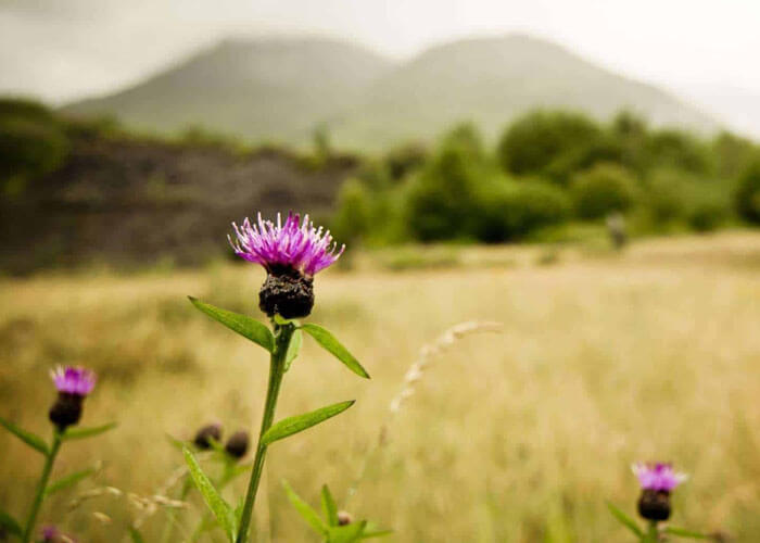 What is The National Flower oF Scotland?