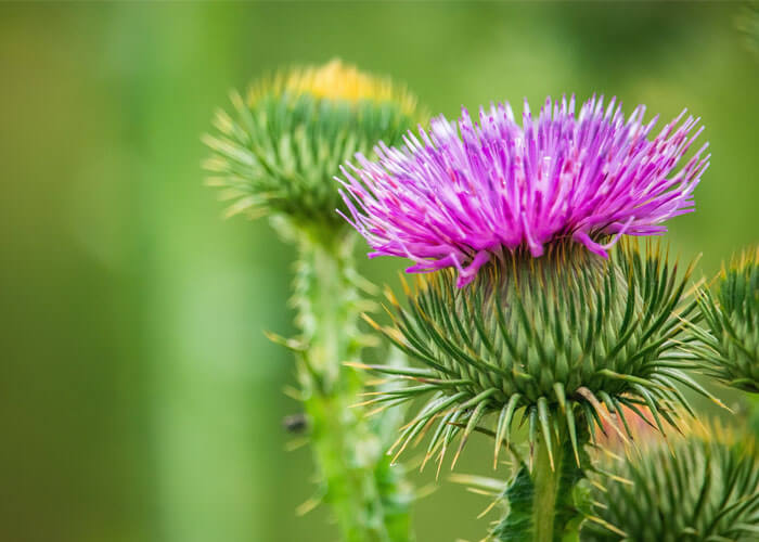 What Is The National Flower Of Scotland?