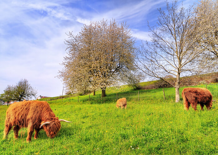 What Are Highland Cows Used For? Learn the Benefits