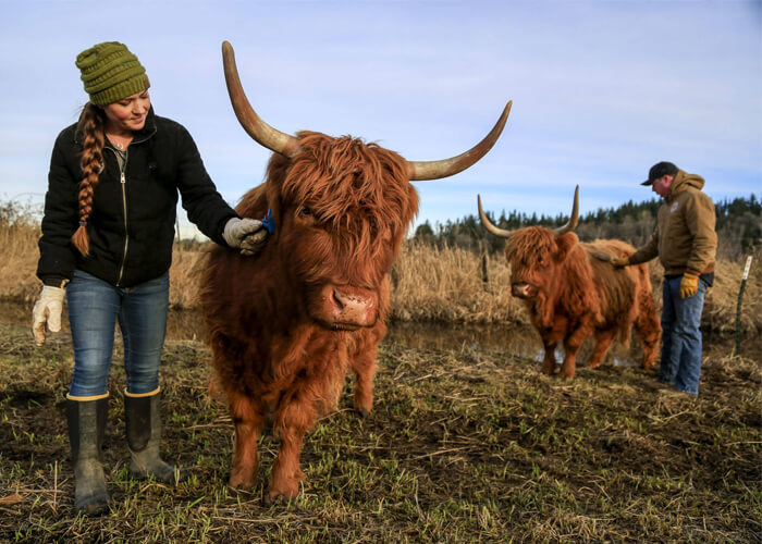 What Are Highland Cows Used For? Learn the Benefits