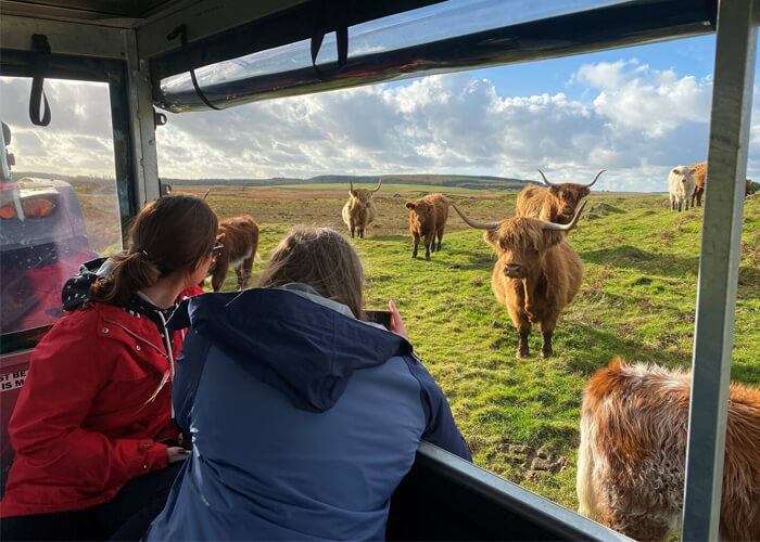 What Are Highland Cows Used For? Learn the Benefits