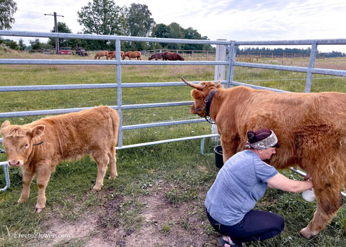 What Are Highland Cows Used For? Learn the Benefits