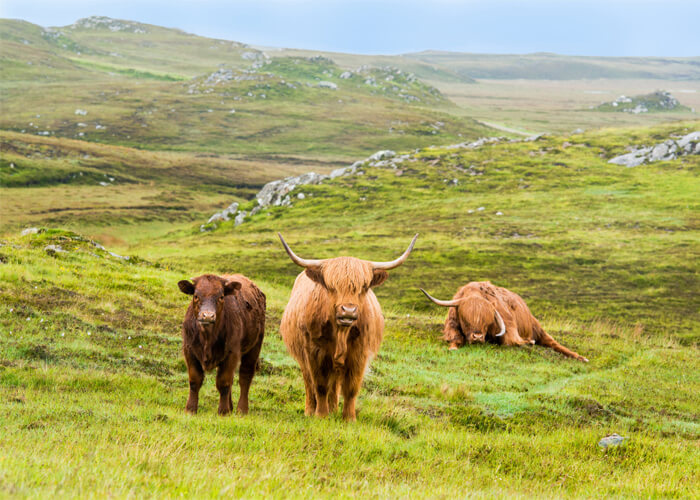 What Are Highland Cows Used For? Learn the Benefits