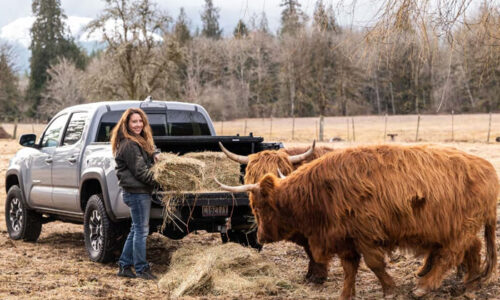 What Are Highland Cows Used For? Learn the Benefits