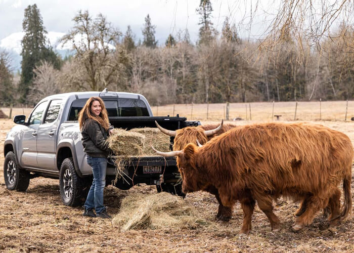 What Are Highland Cows Used For? Learn the Benefits