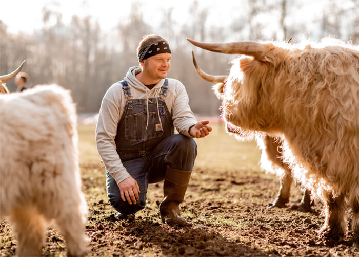 What Are Highland Cows Used For? Learn the Benefits