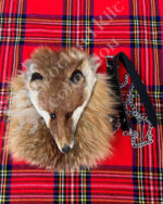 Scottish Highland Fox Face Fur Leather kilt Sporran with Chain Belt